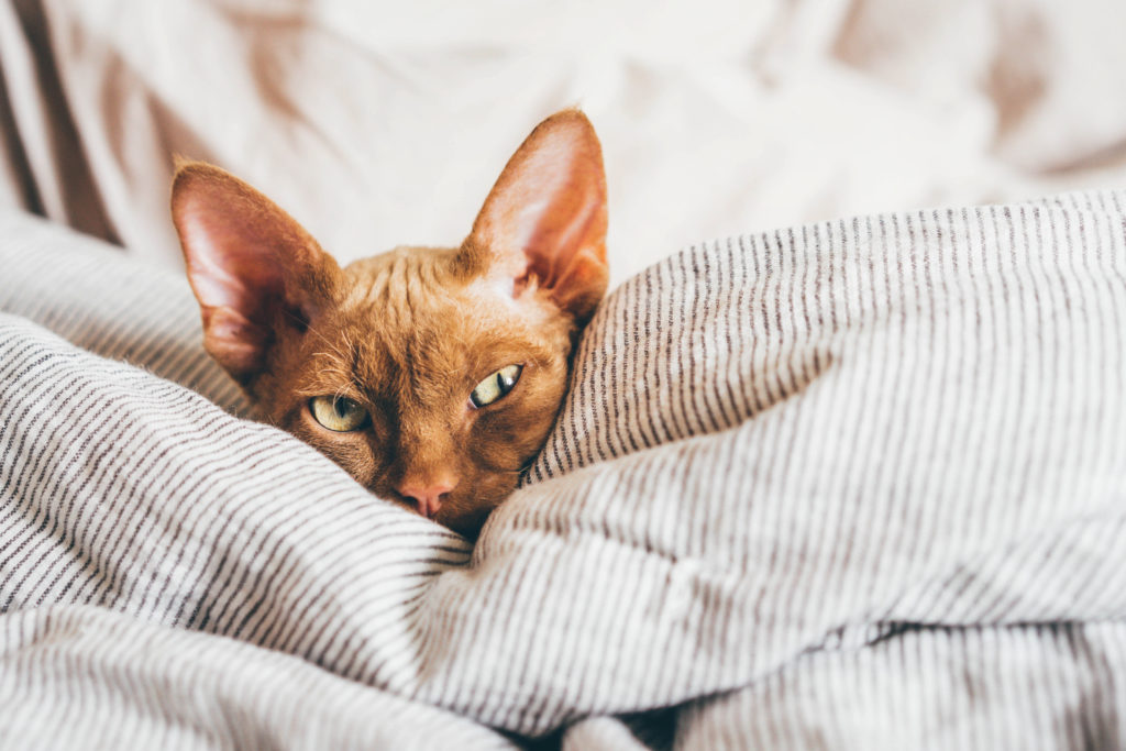 Devon Rex kitten. Devon rex cat sleeping on bed,